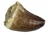 Fossil Mosasaur (Thalassotitan) Tooth - Morocco #345171-1